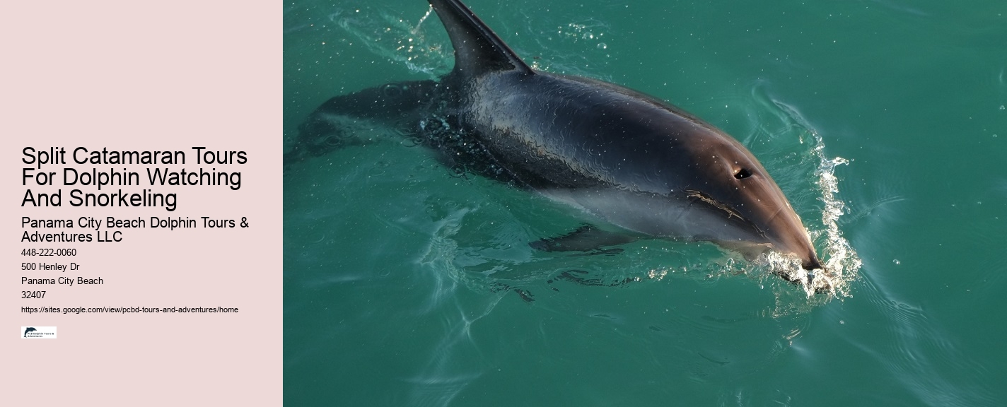 Do We Need Water Shoes To Swim With The Dolphins At Ocean World