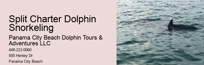 Do Dolphins Swim With Humans