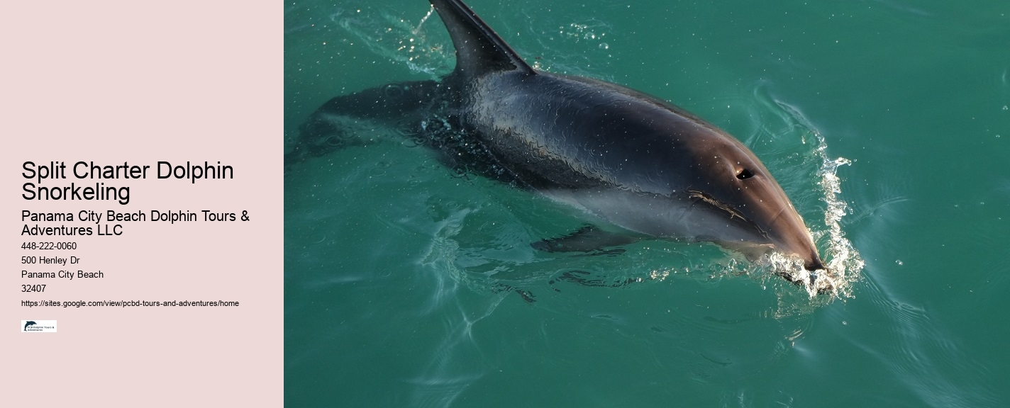 Dolphin Watching Excursions in PCB