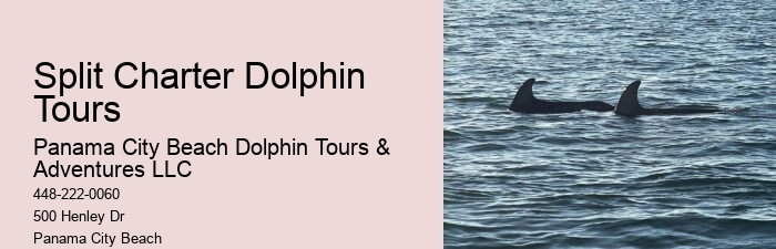 Custom Dolphin Discovery and Snorkeling Adventures