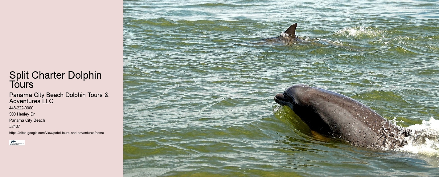 Split Expert-led Dolphin And Snorkeling Tours