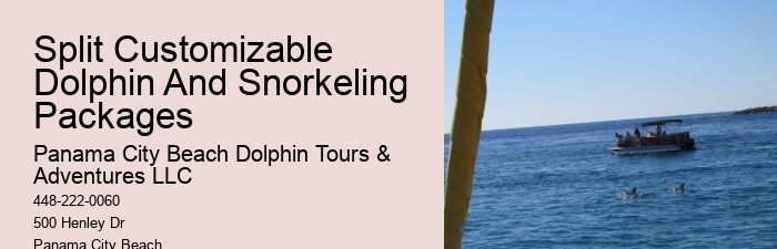 Dolphin Tours Tampa Bay