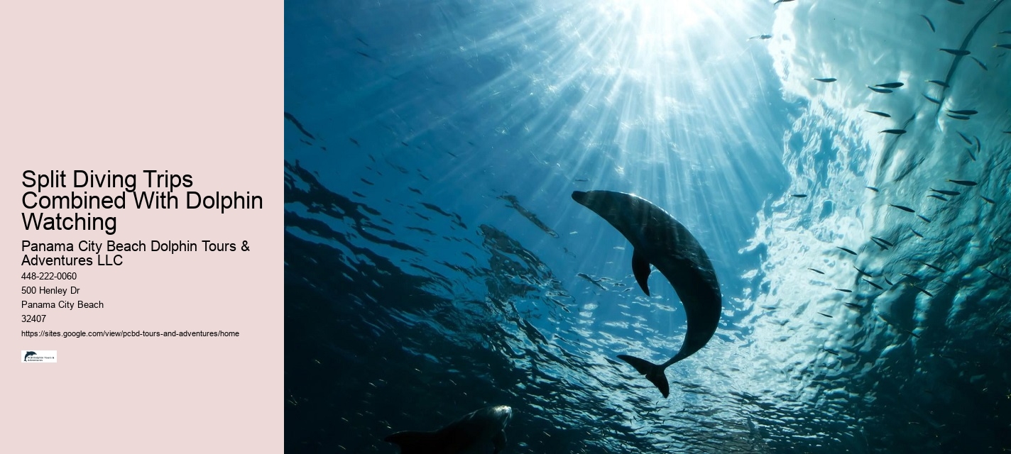 Are Dolphins At Panama City Beach