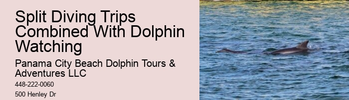 What Time Of Day Is Best For Dolphin Cruise