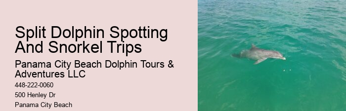 Why Is It Good To Swim With Dolphins When Pregnant