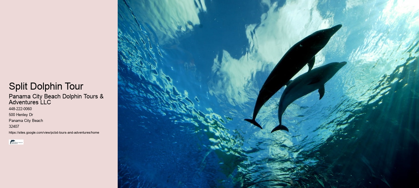 Split Catamaran Dolphin Watching And Snorkeling Expeditions