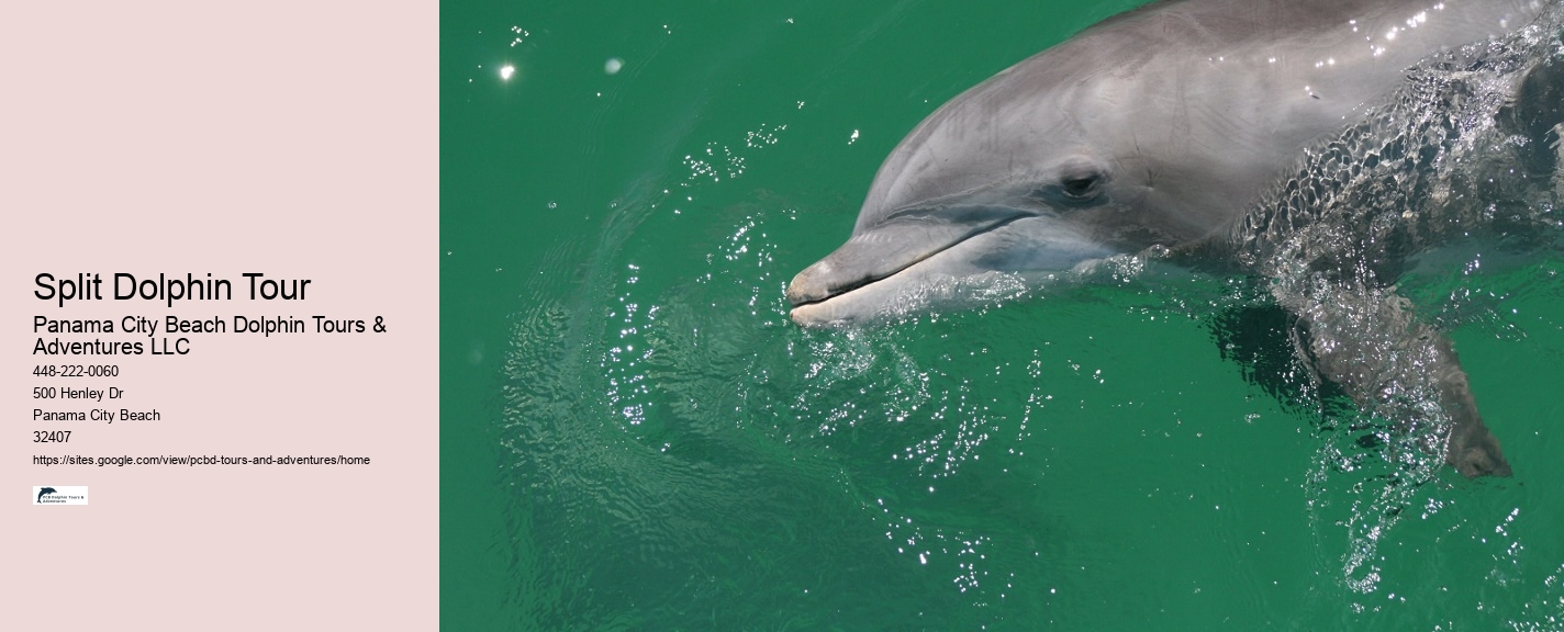 PCB Dolphin Sightseeing Tours