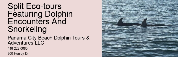 Why Do Dolphins Like Humans