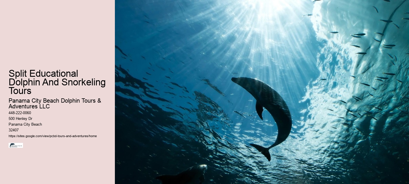 Get Started With Your Dolphin