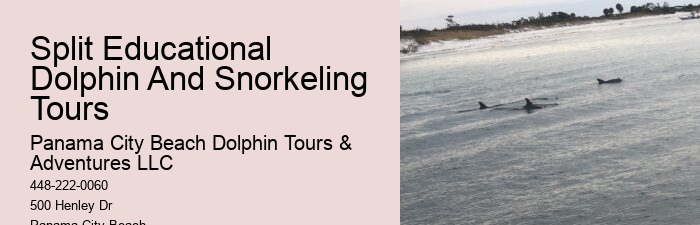 Dolphin trips in Panama City Beach
