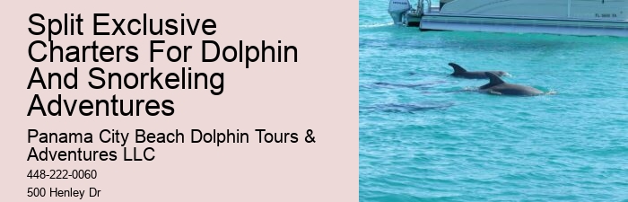 Panama City Beach dolphin adventures