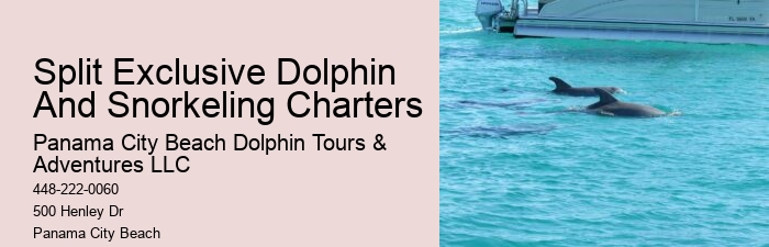 Bespoke Dolphin Expedition with Snorkeling