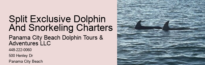 Can You Wear Sunscreen When Swimming With Dolphins