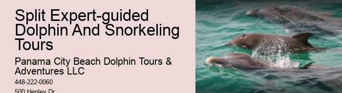 Can You Swim With Dolphins In Panama