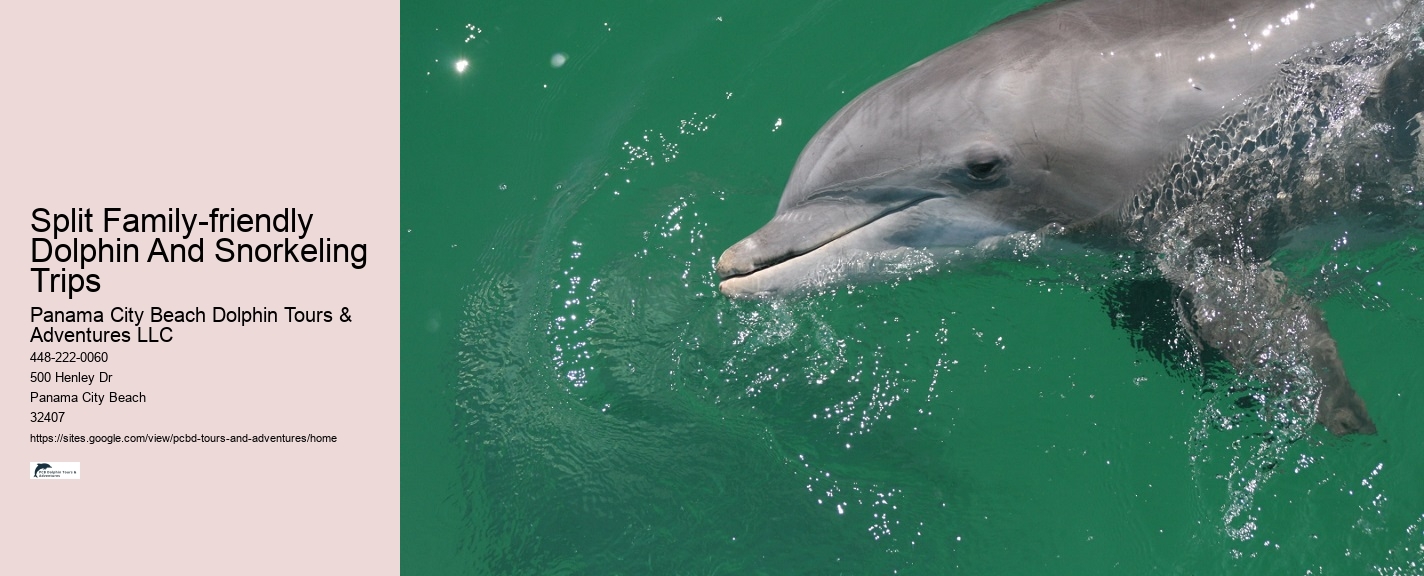 VIP Dolphin Exploration and Snorkeling