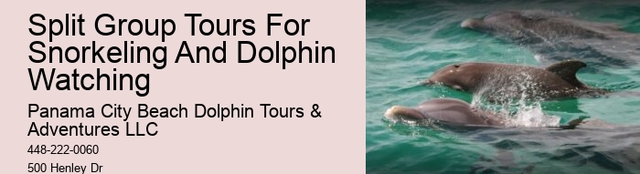Dolphin Sightseeing Tours