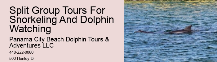 Dolphin Tours Tarpon Springs