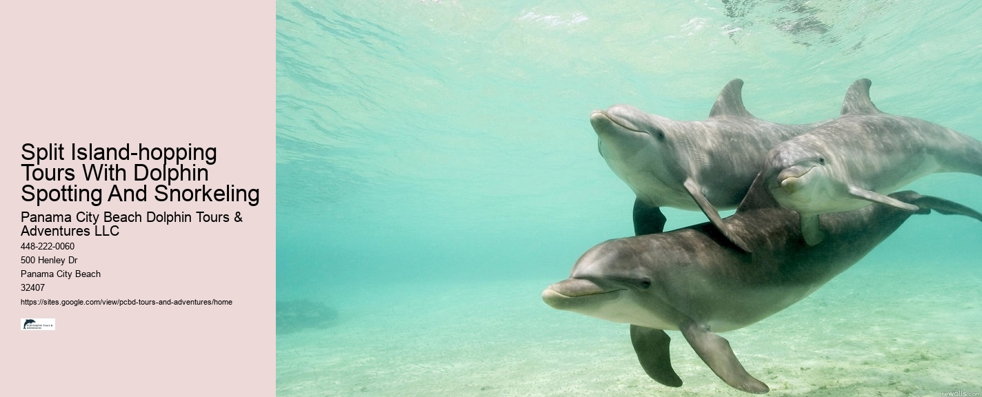 Panama City Beach dolphin experience
