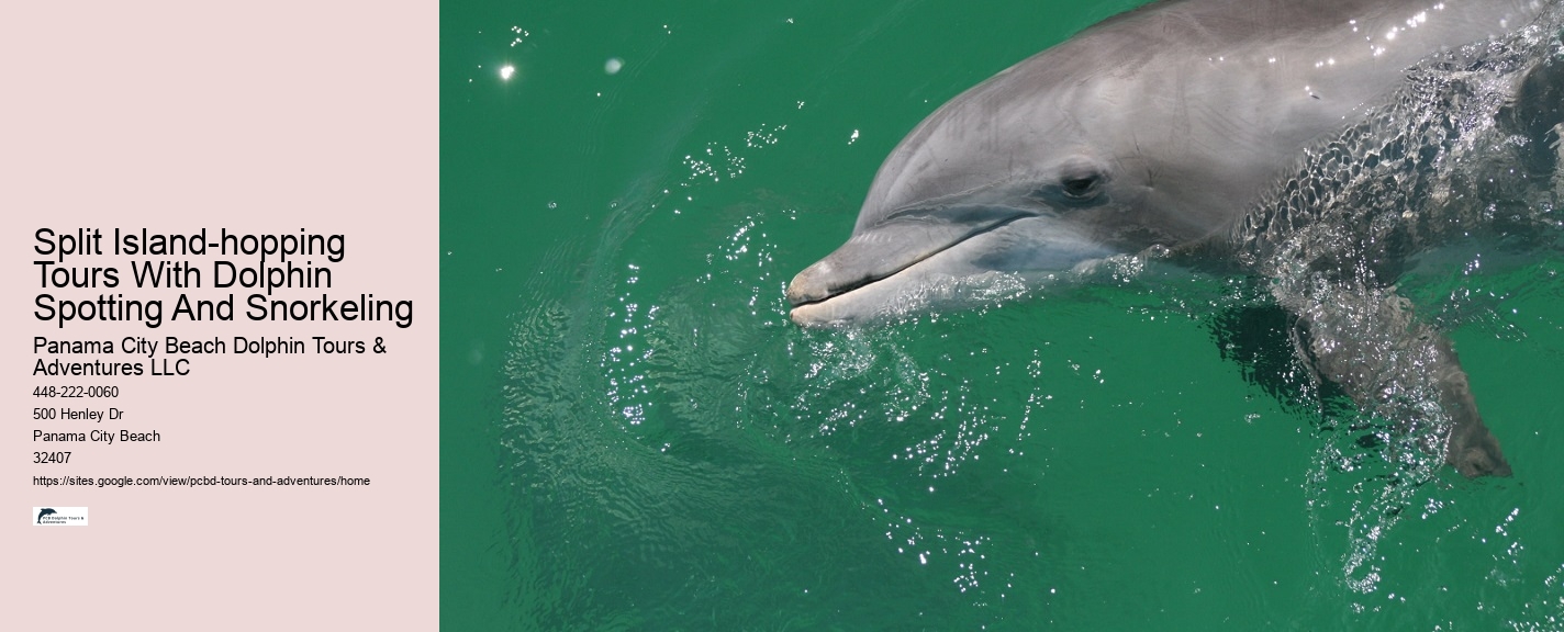 Small Group 2 Hour Dolphin Cruise With Snorkeling To