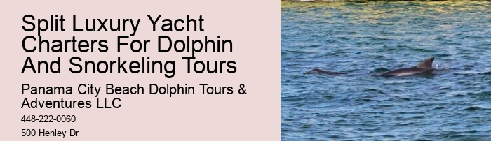 Are Dolphin Shows Ethical