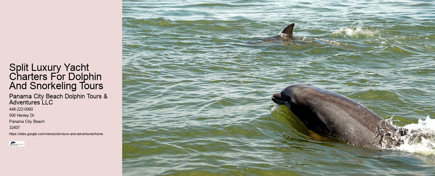 Split Immersive Snorkeling And Dolphin Experiences