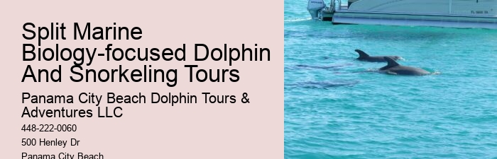 Secluded Dolphin Adventure and Snorkeling Experience