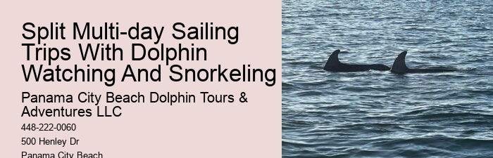 VIP Dolphin Spotting with Snorkeling