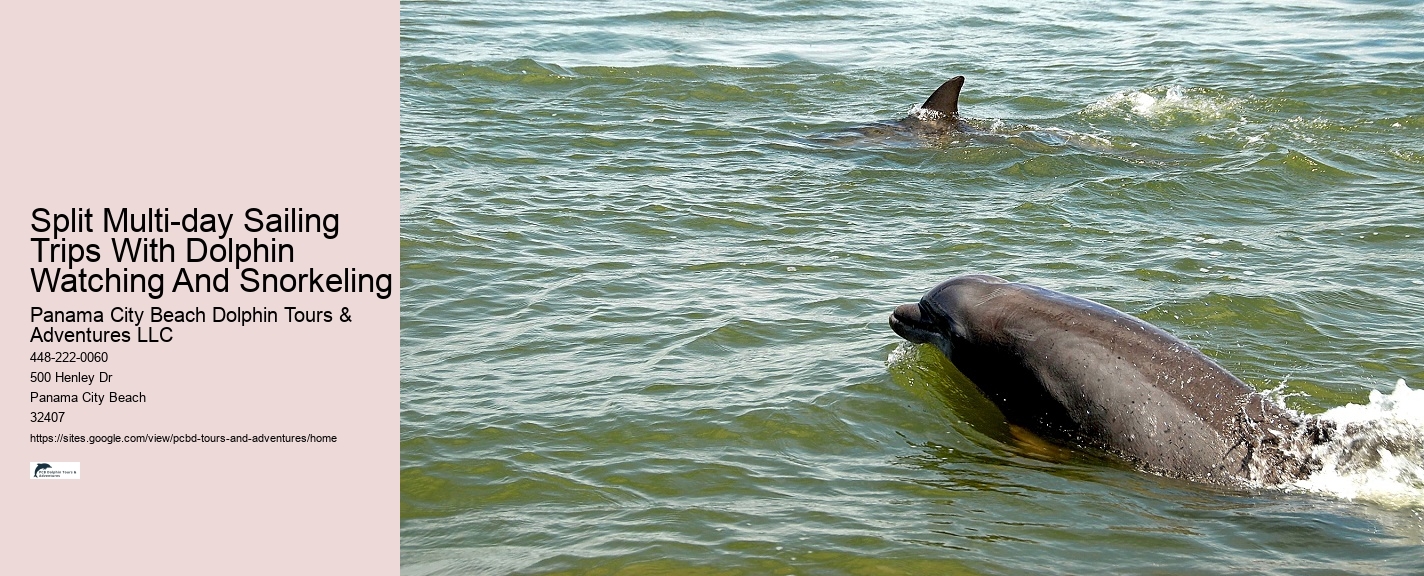 Panama City Beach Dolphin Jet Ski Tours