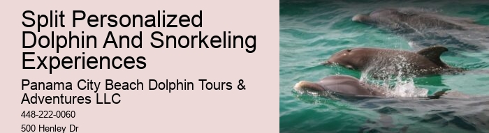 Panama City Beach Dolphin Tours & More Panama City Fl
