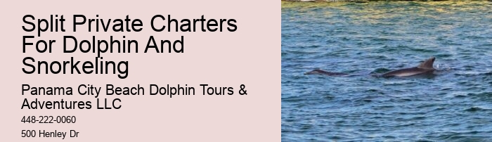 Dolphin And Snorkeling Tours