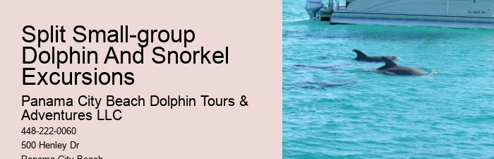 Where Can I See Wild Dolphins In Panama City Beach