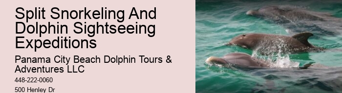 Tailored Dolphin Safari and Snorkeling Adventures
