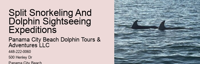 Find Out What It's Like To Swim With Dolphins