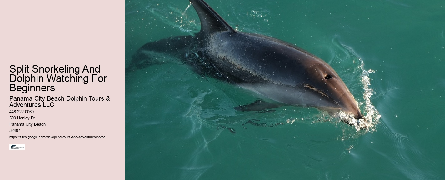 Dolphin Tours Tampa Area