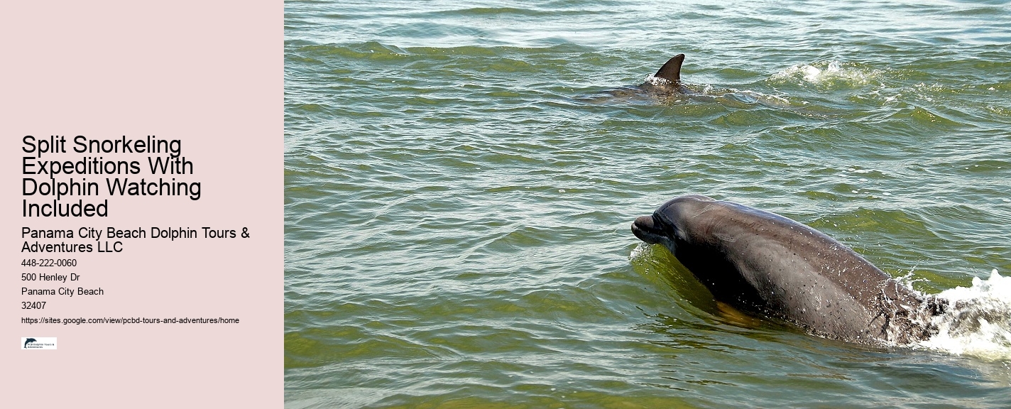 Split Dolphin Spotting And Snorkel Trips
