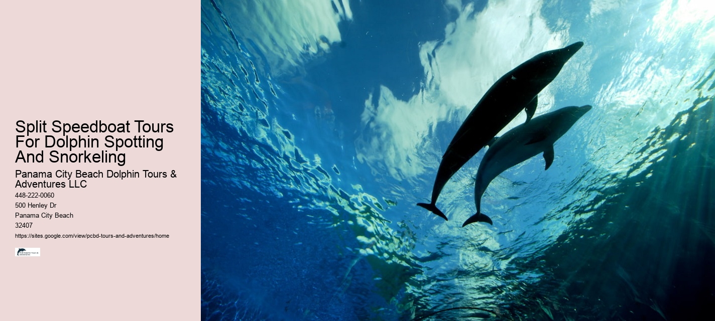 Elite Dolphin Expedition and Snorkeling Tours