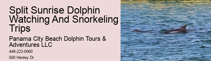 Dolphin Exploration Tours PCB