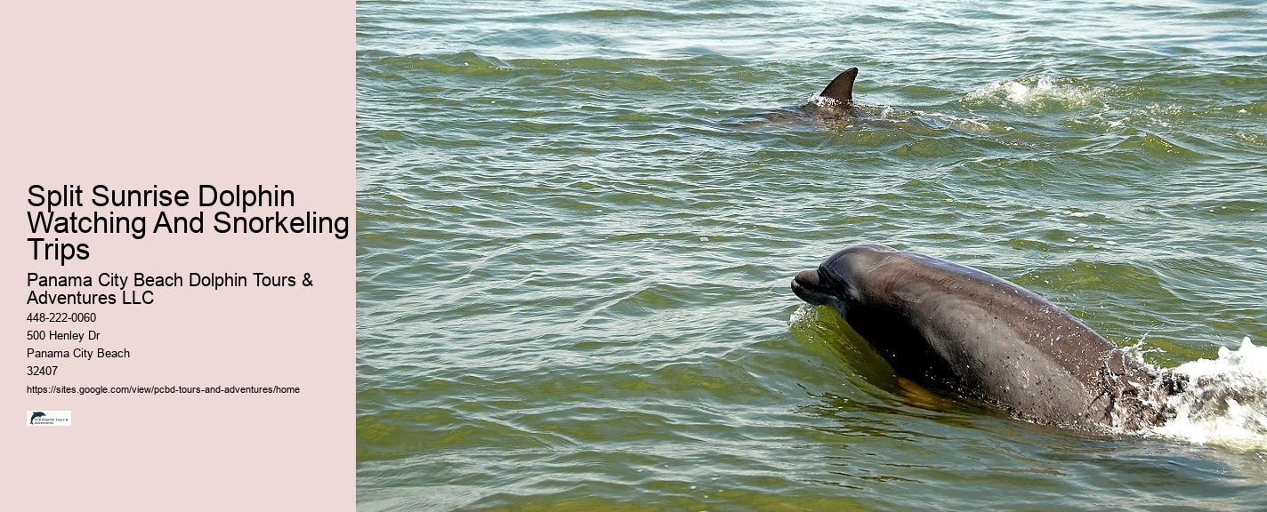 Dolphin Excursion