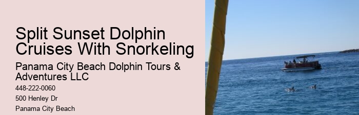 How Much Does It Cost To Swim With The Dolphins At Dolphin Cove