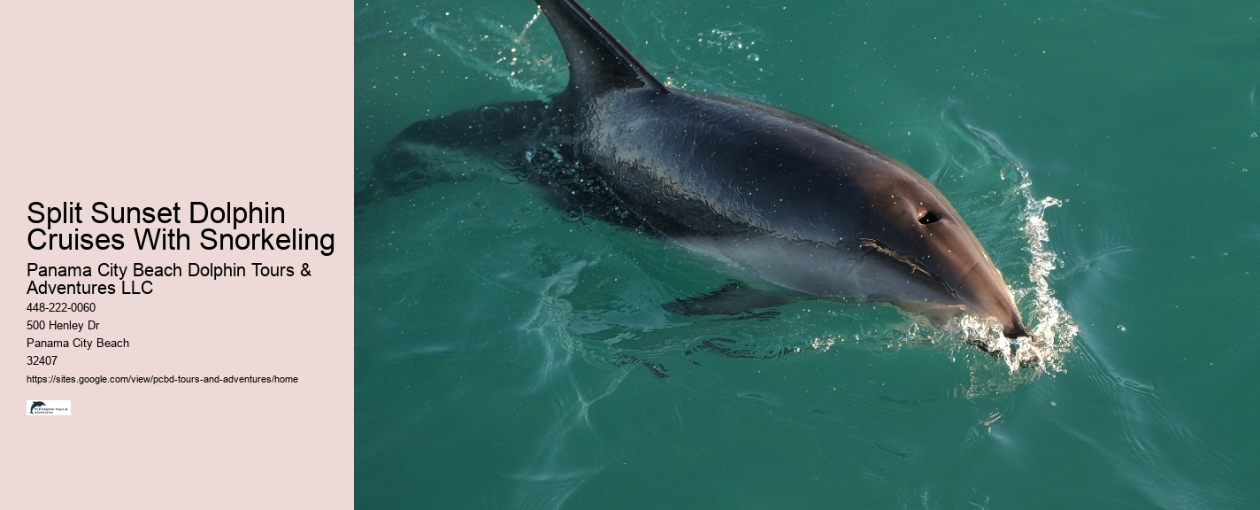 How do I get to the departure point for the dolphin tour