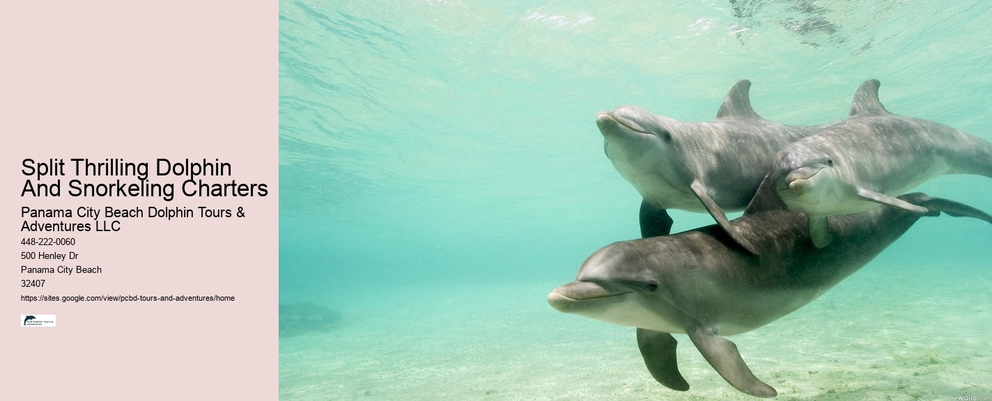 Why Is It Illegal To Interact With Dolphins