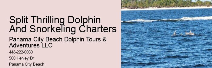 Why Shouldn't You Touch Dolphins