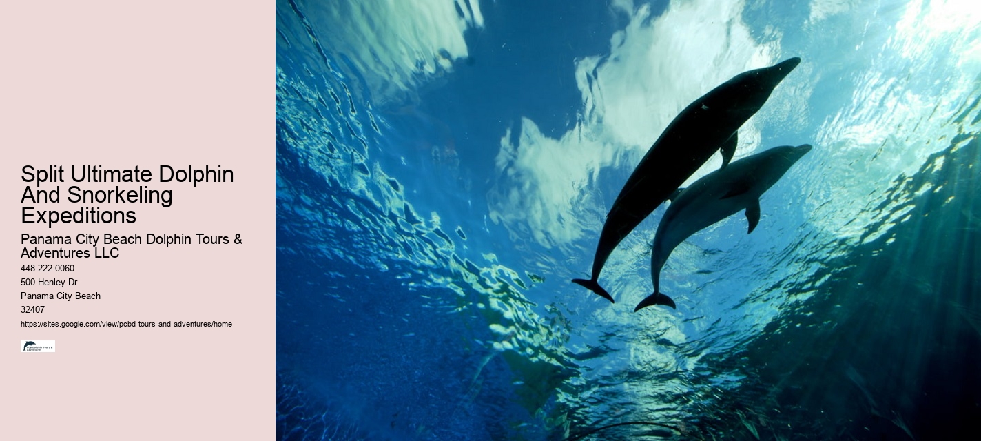 Exclusive Dolphin Exploration with Snorkeling
