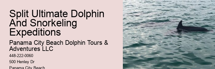 Individual Dolphin Watching with Snorkeling
