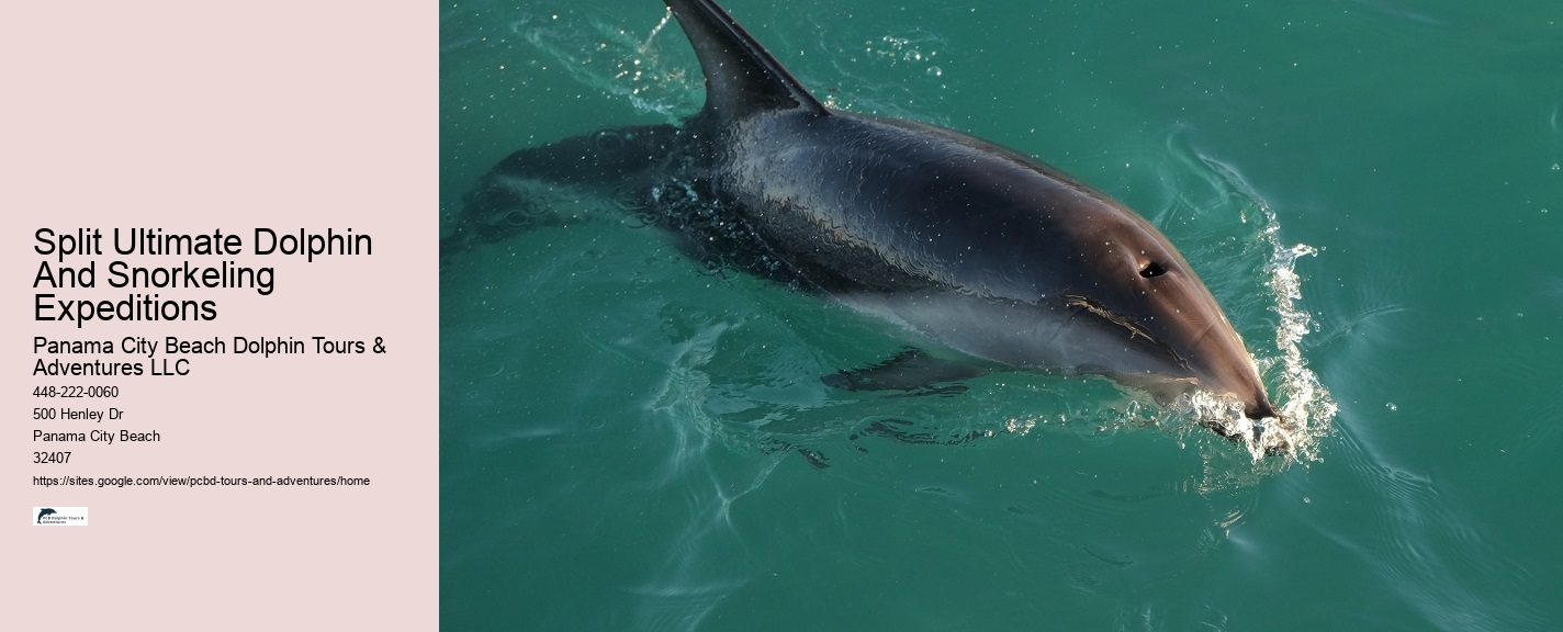 What happens if the weather is bad during my scheduled dolphin tour