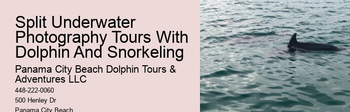 Private Dolphin Tours Orange Beach