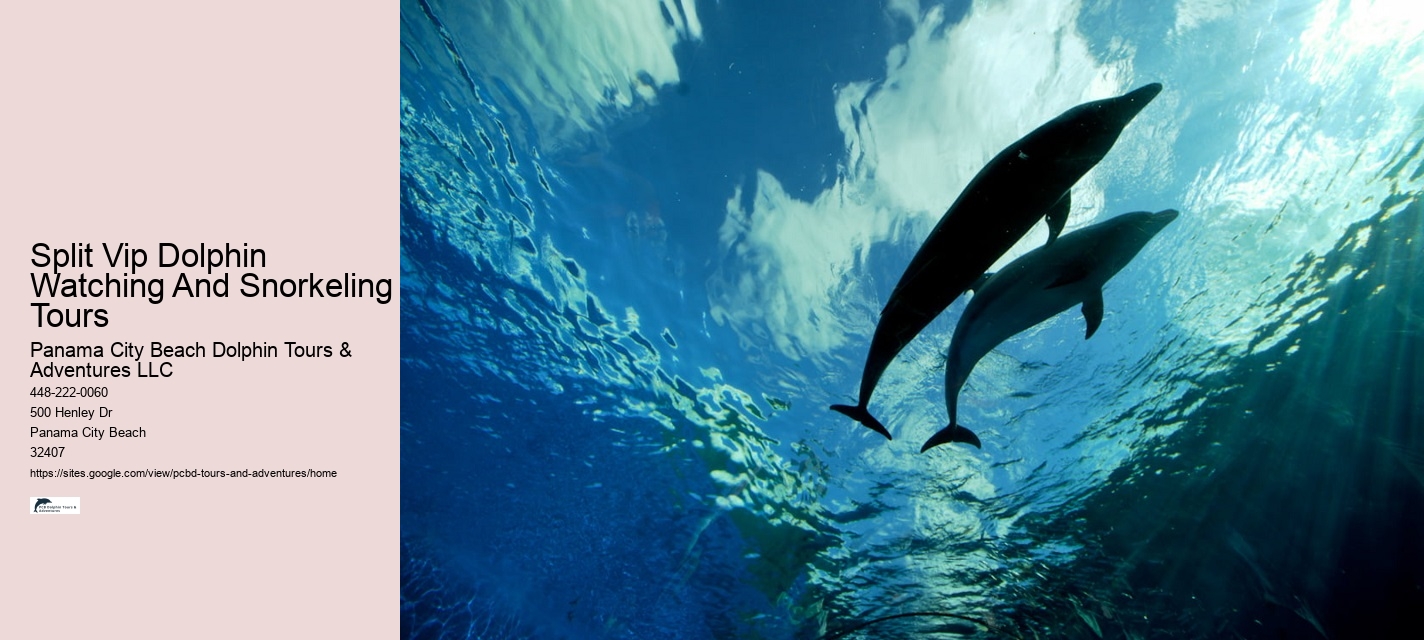 Deluxe Dolphin Safari and Snorkeling Trips
