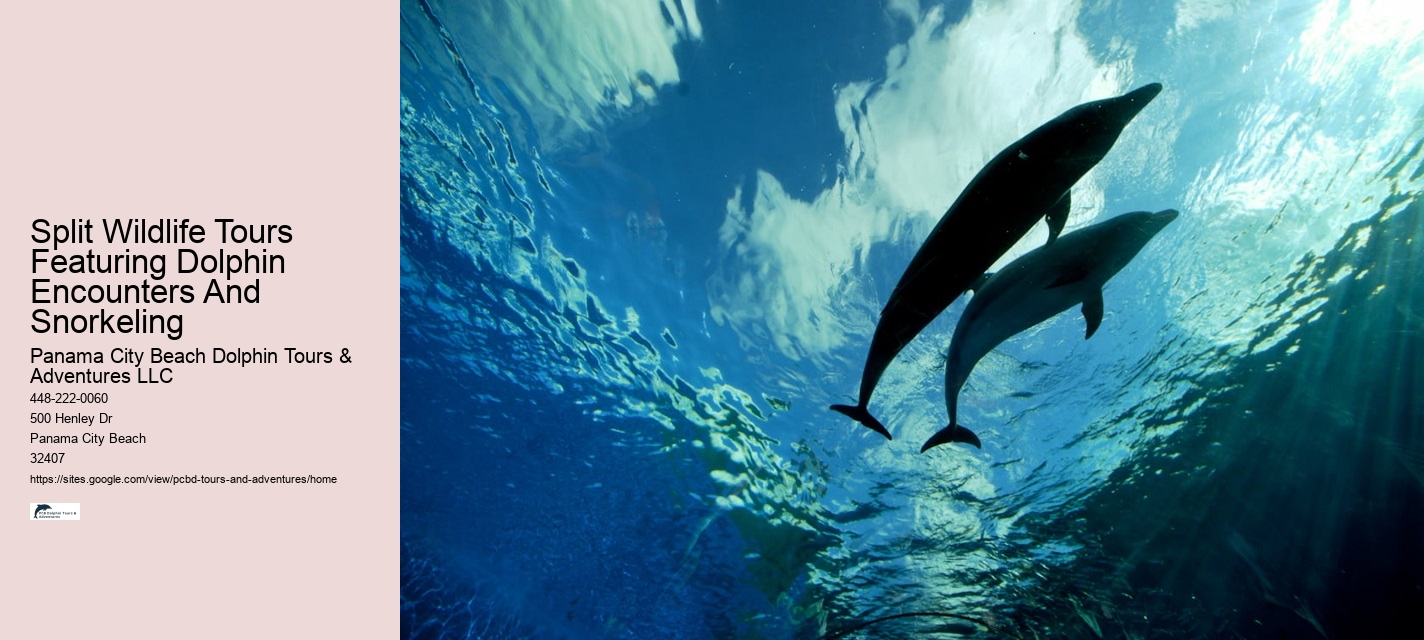 Split Adventurous Dolphin And Snorkeling Excursions