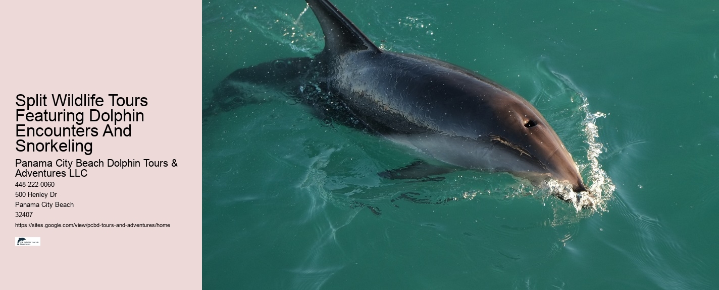Dolphin Tours In Panama City Beach Florida