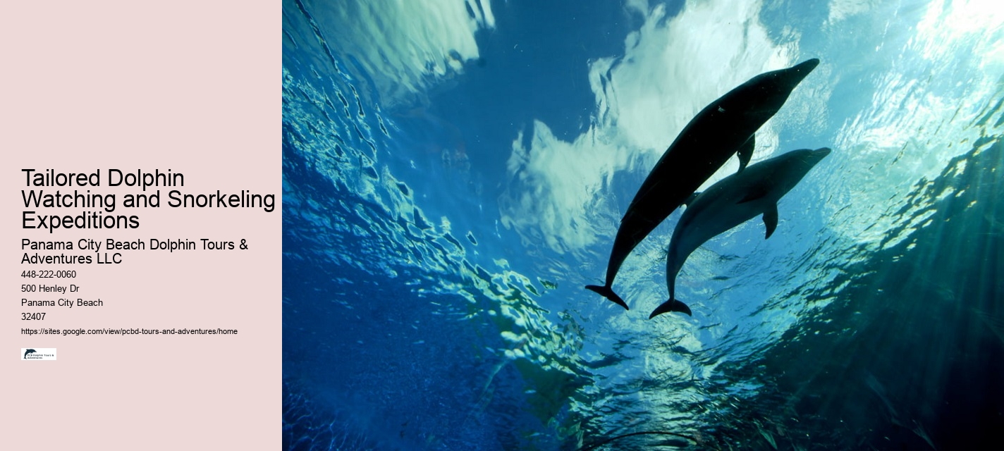 2Hrs Shared Charter Dolphin & Snorkeling Tour